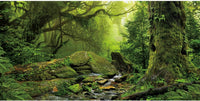 36x20 in Terrarium Backdrop Foggy Forest Stream Reptile Habitat - 72 x 18 inches