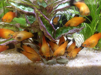 Aquatic Foods Inc. Wafers 3.5mm - 1/8" Intense Color Enhancing Sinking Micro Wafers for All Tropical Fish, Cichlids, Catfish, Plecos, All Bottom Fish, Shrimp, Snails, Crabs, …11oz Small Jar