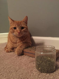 Purple Haze Catnip, Premium Blend Safe for Cats, Infused with Maximum Potency Your Kitty is Sure to Go Crazy for (1 Cup)