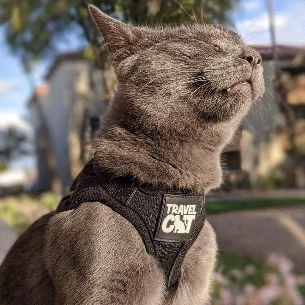 Travel Cat Harness and Leash Set - Large / Black - image 2
