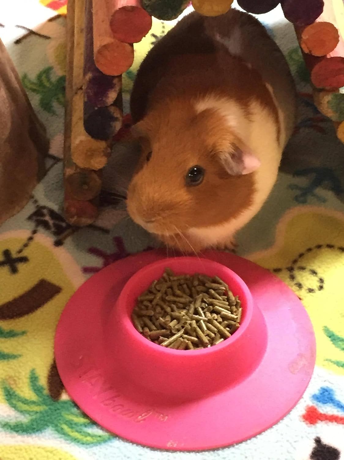Tip-Proof Ergonomic Pet Bowl for Guinea Pig and Other Small Pets - Small 1/4 cup - image 3