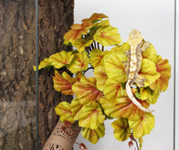 2Pack Reptile Plants for Terrarium - F-fake Heuchera Micrantha Yellow - image 3