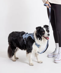 2025 New Edition, Fei & Eve MagEase Dog Harness - 3-Second Magnetic Buckles | 3-Point No-Pull Control | Heavy-Duty 900D Nylon | Dual Safety Handles | Breathable Mesh | Adjustable Fit | Medium, Blue