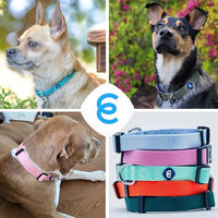 Blueberry Pet Essentials Medium Dog Collar in Black | Adjustable & Eco-Friendly Durable Nylon Strap | Classic Collar for Medium Dogs, Boy & Girl Pets