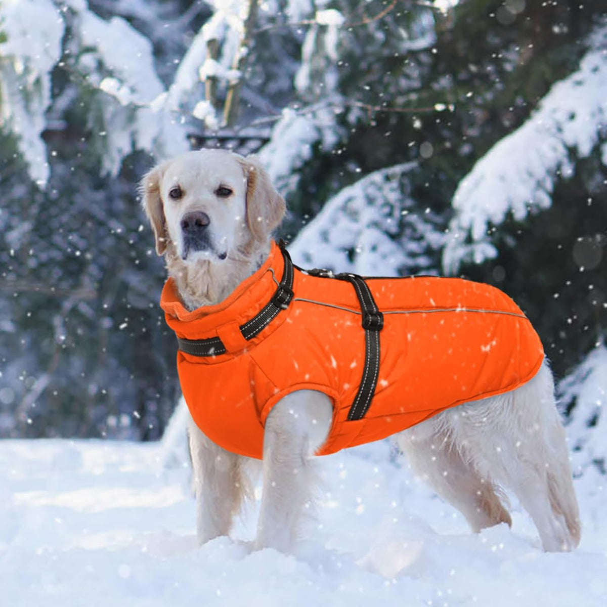 Dog Coat for Large Dogs Waterproof Dog Jacket with Harness Built in – Essentials for Dogs - Large / Orange - image 4