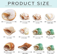 12PCS Hermit Crab Shells Medium and Large Growth Turbo Seashells - image 3