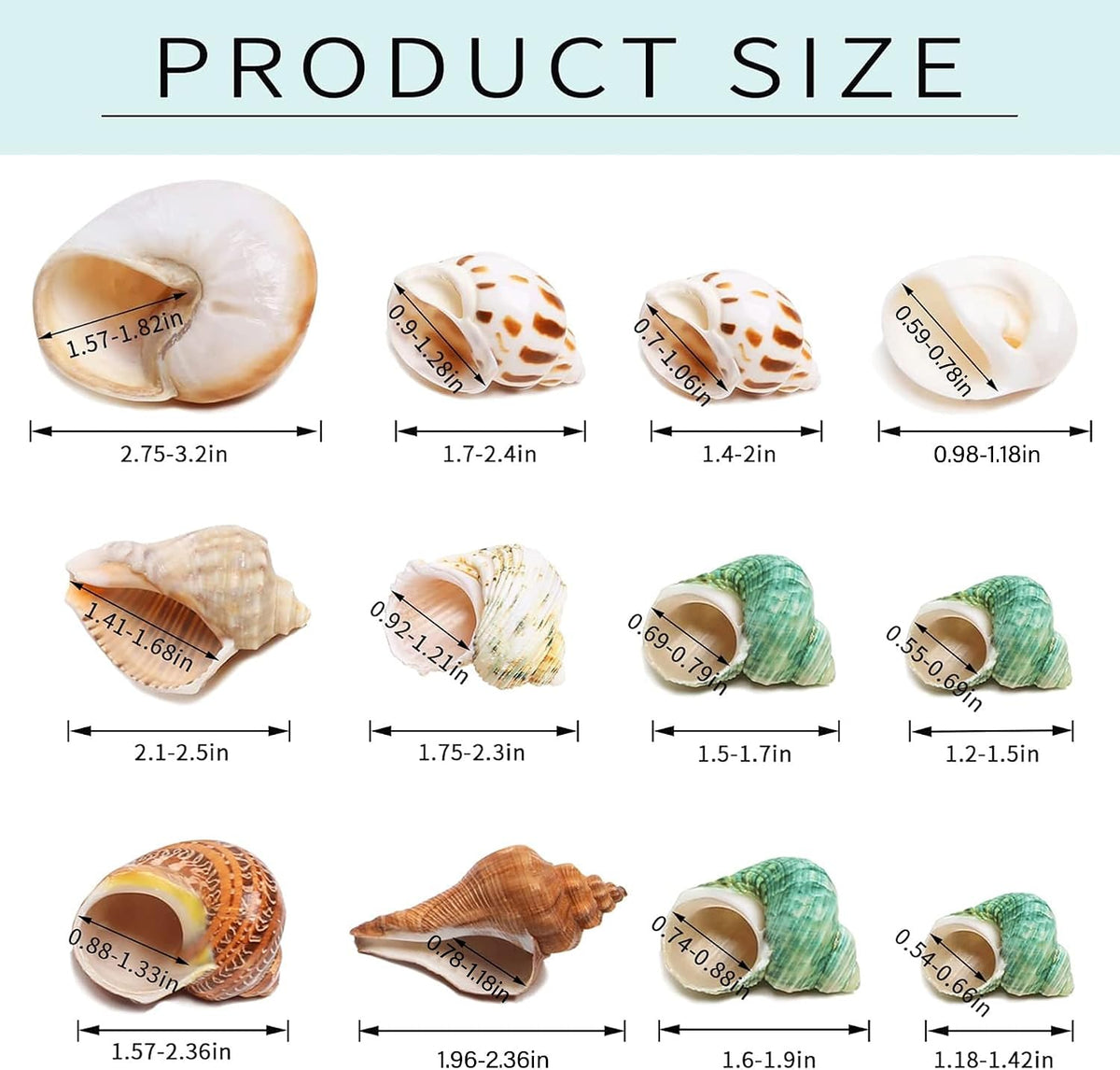 12PCS Hermit Crab Shells Medium and Large Growth Turbo Seashells - image 3
