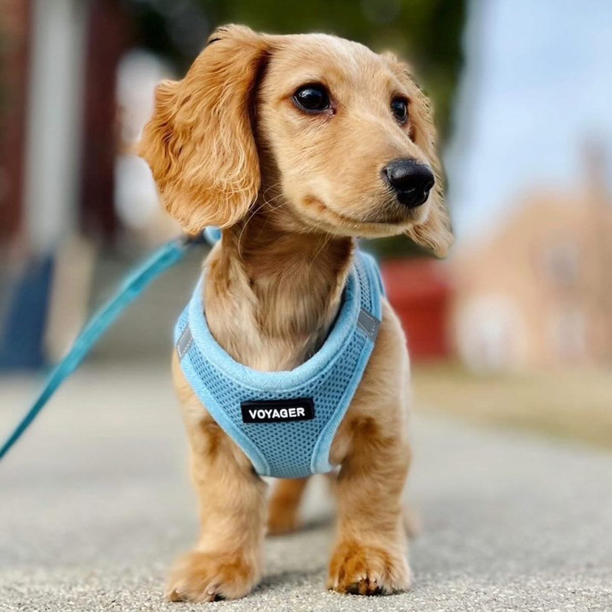 Best Pet Supplies Voyager Step-in Air All Weather Mesh Harness - Baby Blue / XS (Chest: 13 - 14.5") - image 4