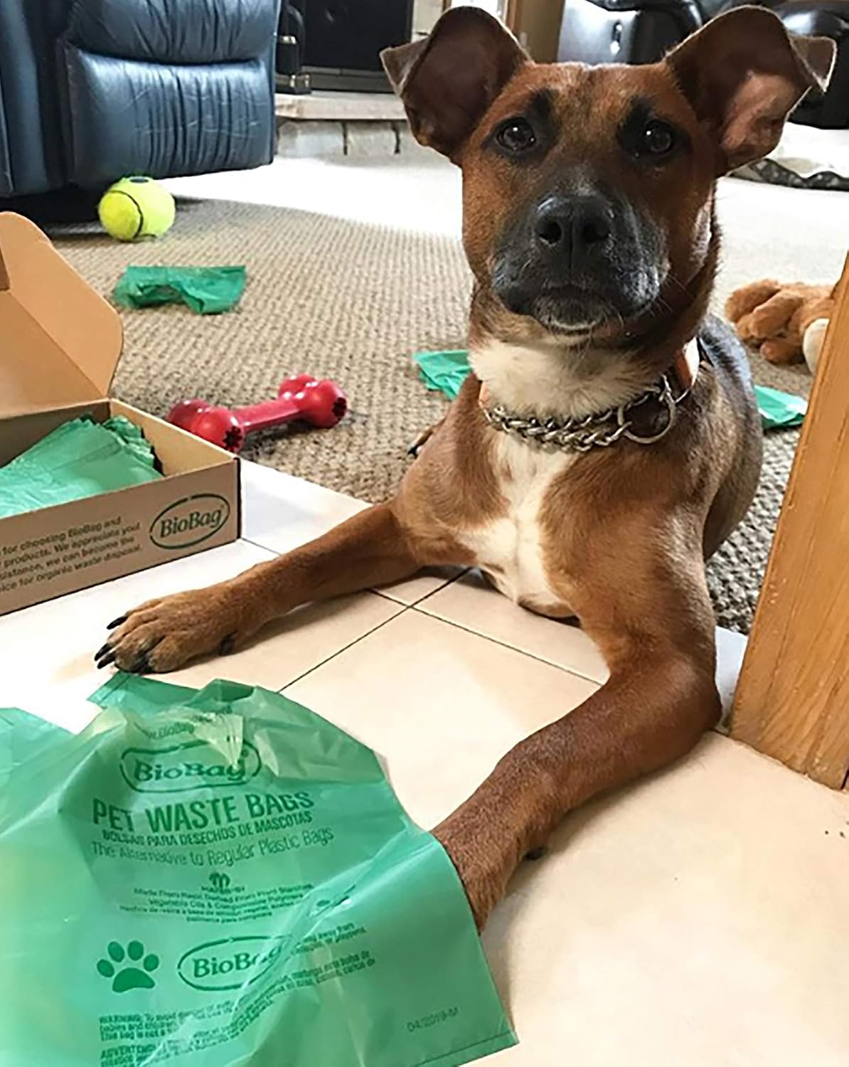 BioBag Compostable Dog Poop Bags, Standard Size, Plant-Based - Bags With Handles - image 4