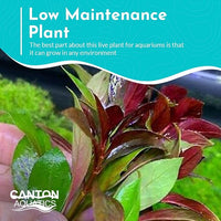Live Aquarium Ludwigia Repens Plants - Great Background for Fish Long Lasting & Easy to Maintain Suitable Summer Winter Natural Oxygenator Pot ,Light/Medium Green; Striking Dark Red