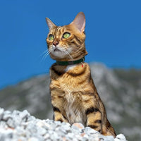 Breakaway Cat Collar Leather with Removable Bell - 13 Colors Available - Soft Adjustable Girl Boy Safety Lightweight Pet Kitten Collars Pink Brown Blue Green Red Orange Black (Emerald)