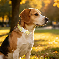 ARING PET Fall Dog Collars - X-Small / Stripe Yellow - image 4