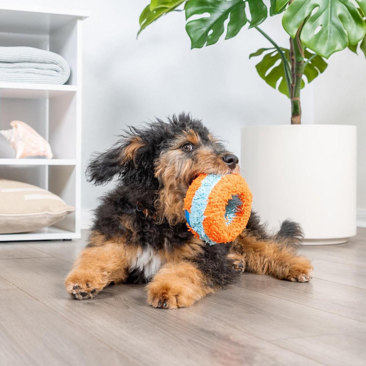 Chuckit! Indoor Fetch Ball Dog Toy, Orange and Blue - Orange & Blue Squirrel / 4.7 inches (1 Pack) - image 4