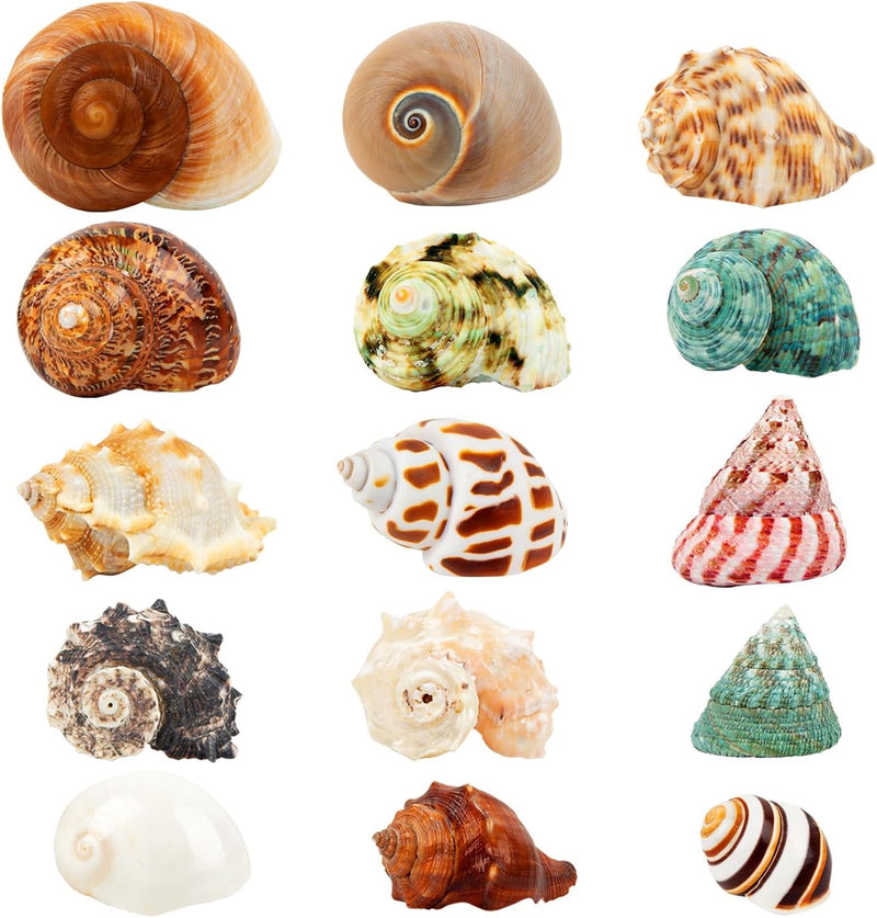 15PCS Hermit Crab Shells 1.6"-3.2", Growth Turbo Seashells – Essentials for Fish