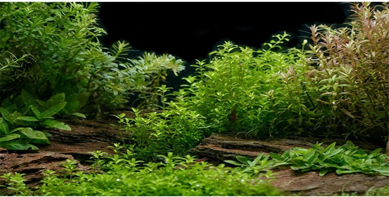 Aquarium Background Aquatic Plant Fish Tank Background Vinyl 30x18 - 24x12in/60x30cm