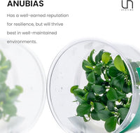 Ultum Nature Systems Anubias Nana Petite Tissue Culture Live Plant for Aquarium, Freshwater Fish Tank, Aquascaping - 100% Snail Free in Vitro