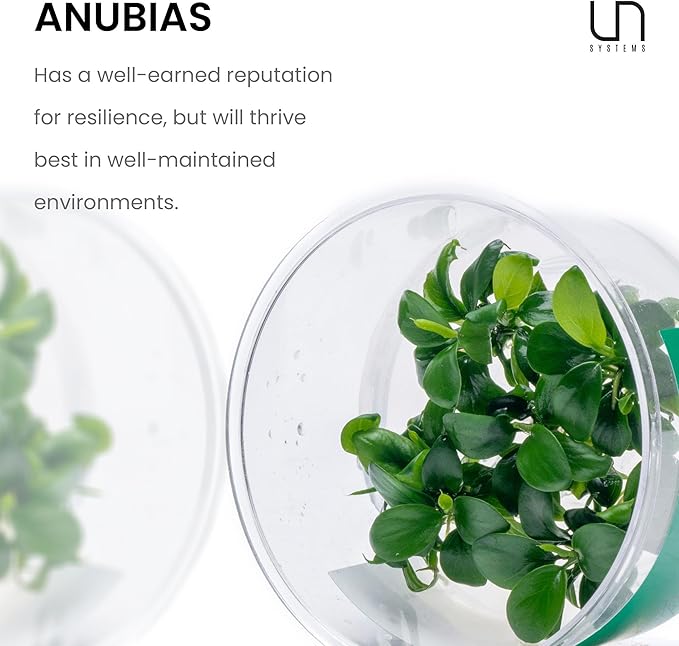 Ultum Nature Systems Anubias Nana Pinto Tissue Culture Live Plant for Aquarium, Freshwater Fish Tank, Aquascaping - 100% Snail Free in Vitro