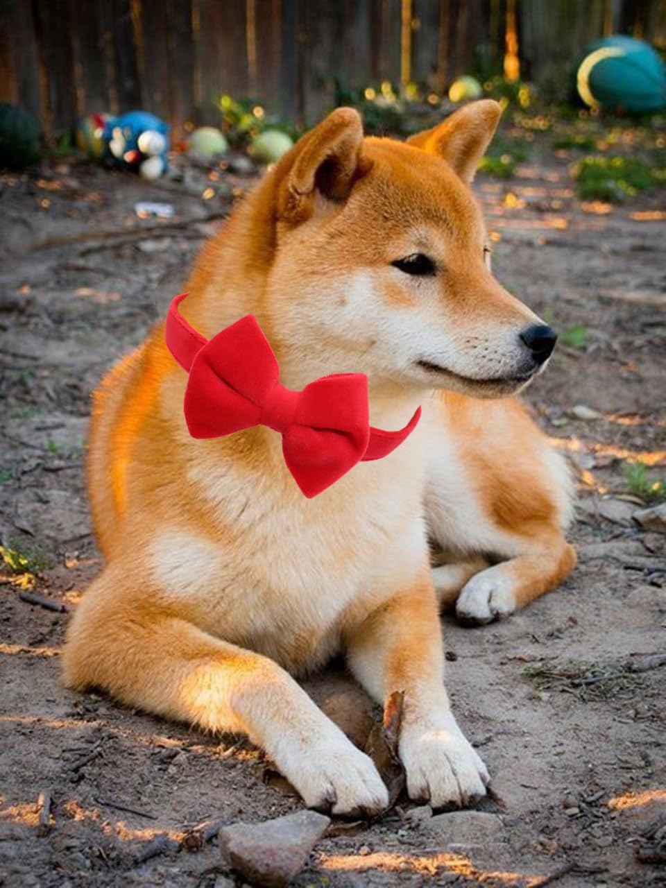 Dog Collar with Bowtie Soft Velvet Material with Quick Release Buckle - M / Red - image 3