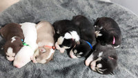 Puppy ID Collars, Super Soft Nylon Whelping Set - M - image 3