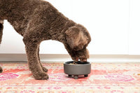 Waggo Uplift Ceramic Dog Bowl for Small Medium and Large Breeds - Heavyweight and Durable Pet Food and Water Dish Crock, Dishwasher Safe, Modern, Elevated Feeder (Teracotta, Large)