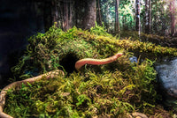 Galápagos Mossy Cave Hide, Green - 4" (Pack of 6) - image 3