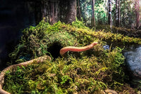 Galápagos (05346) Mossy Cave Hide, 4", Green