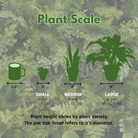 BubbleBlooms Aglaonema Assortment 2 inch Set of 4