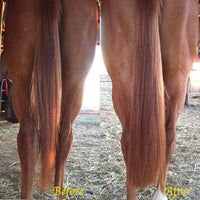 Horse Tail Extensions with Braided Horsehair Loop, Blunt Cut Bottom, 28-30 inches Long and 3/8 lb Weight