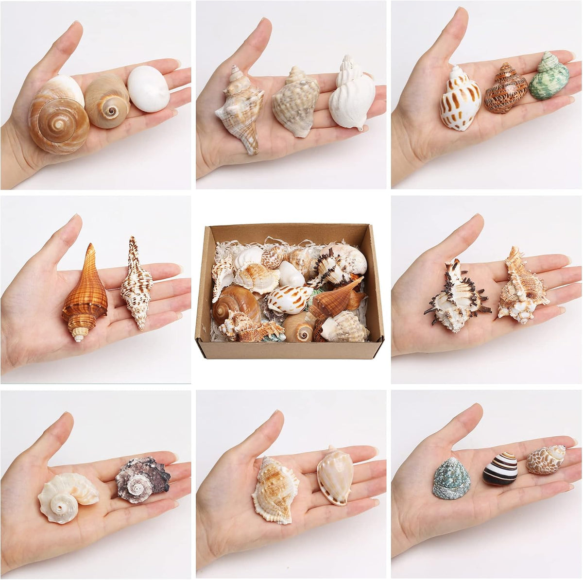 21PCS Hermit Crab Shells Medium Small 1.2"-3.9" Seashells - image 3