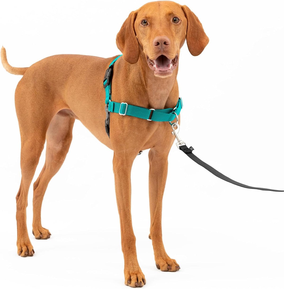 PetSafe Easy Walk Harness, No Pull Dog Harness, Royal Blue - Teal/Gray / Medium / 1 - image 2