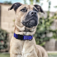 Dogline Biothane Waterproof Dog Collar with Quick Release Buckle Strong Coated Nylon Webbing with Odor- Proof for Easy Care Easy to Clean Fits Small Medium or Large Dogs, Royal Blue 1" W 15-23" L