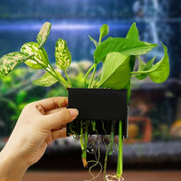 Aquarium Plant Holder for Rimmed Tank, Aquarium Hanging Plant Holder, Plastic Aquatic Plant Pot with 5 Hole, Fish Tank Decorations for Aquatic Plants, 0.5 inch