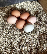 Eaton Pet and Pasture, Naturally Grown Hemp Pet Bedding for Chickens, Nesting Boxes, Rabbits, Hamsters, Small Pets, Highly Absorbent, Hypoallergenic, Eco-Friendly, Farmer Owned 28L
