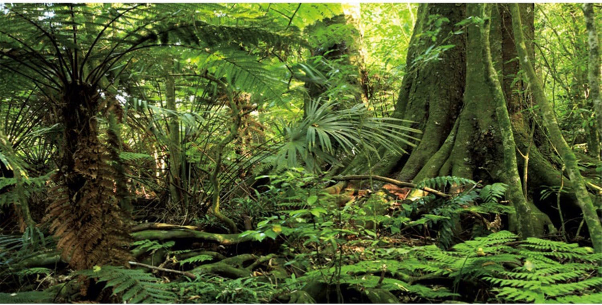 30x18 in Terrarium Backdrop Green Forest Tree Reptile Habitat - 72x24in/180x60cm