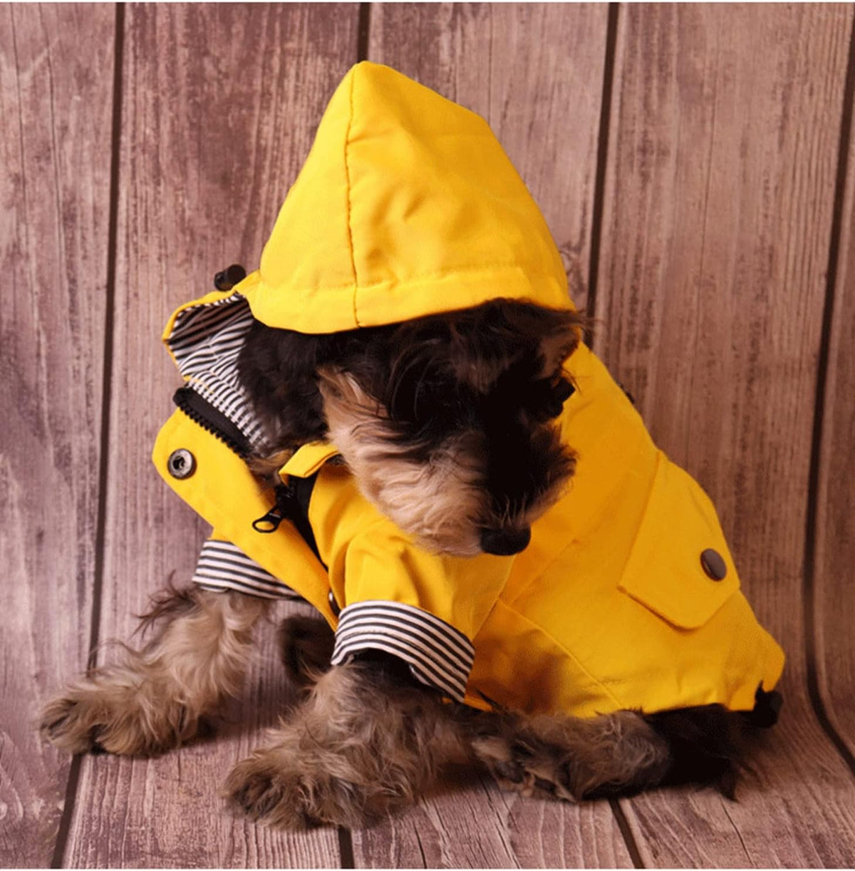 Skateboard Frog Dog Raincoat Jacket Zip up Yellow Hoodie Water - Yellow / Small - image 2