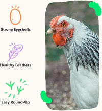 Grubblies - Switch from World Harvest to Hometown Harvest for Premium Chicken Nutrition - Grubblies World Harvest 5LB