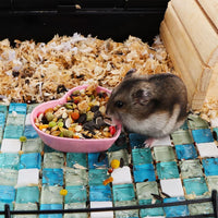 3 Pack Hamster Food Dish Small Cute Shape Food Bowl for Hamster - image 2