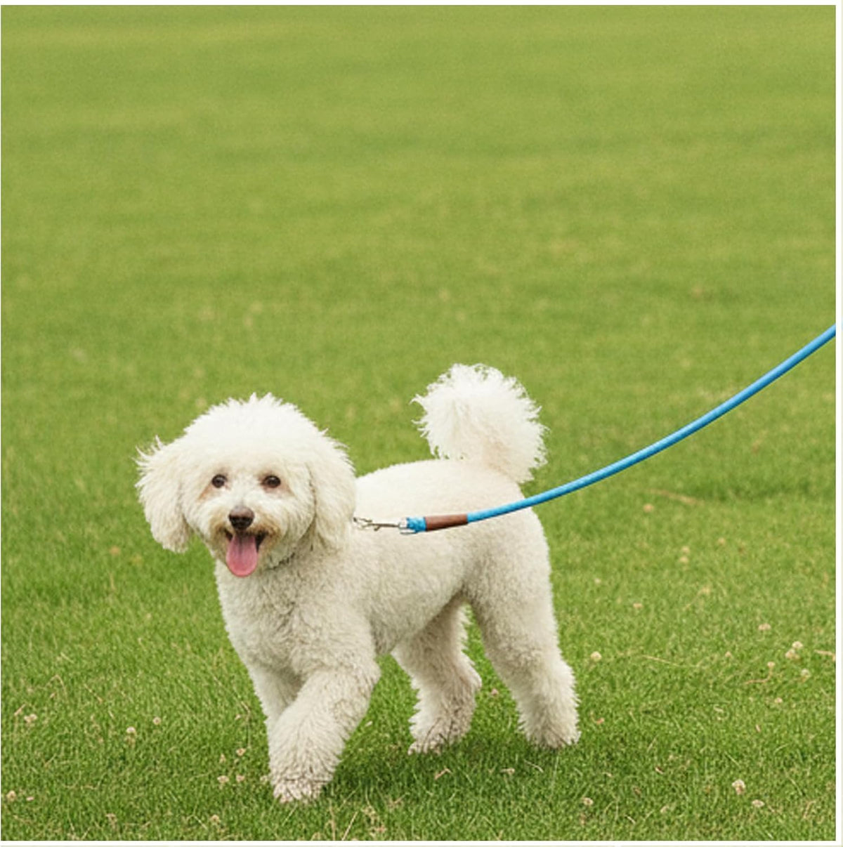 MayPaw Small Rope Dog Leash 6FT 8FT 10FT - 10ft*1/4" / blue - image 2