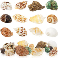 WEOXPR 12 Pcs Hermit Crab Shells Turbo 0.6-2in