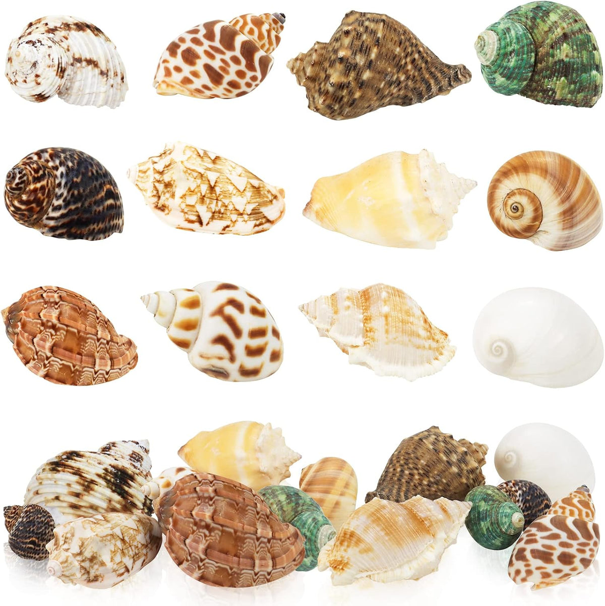 WEOXPR 12 Pcs Hermit Crab Shells Turbo 0.6-2in