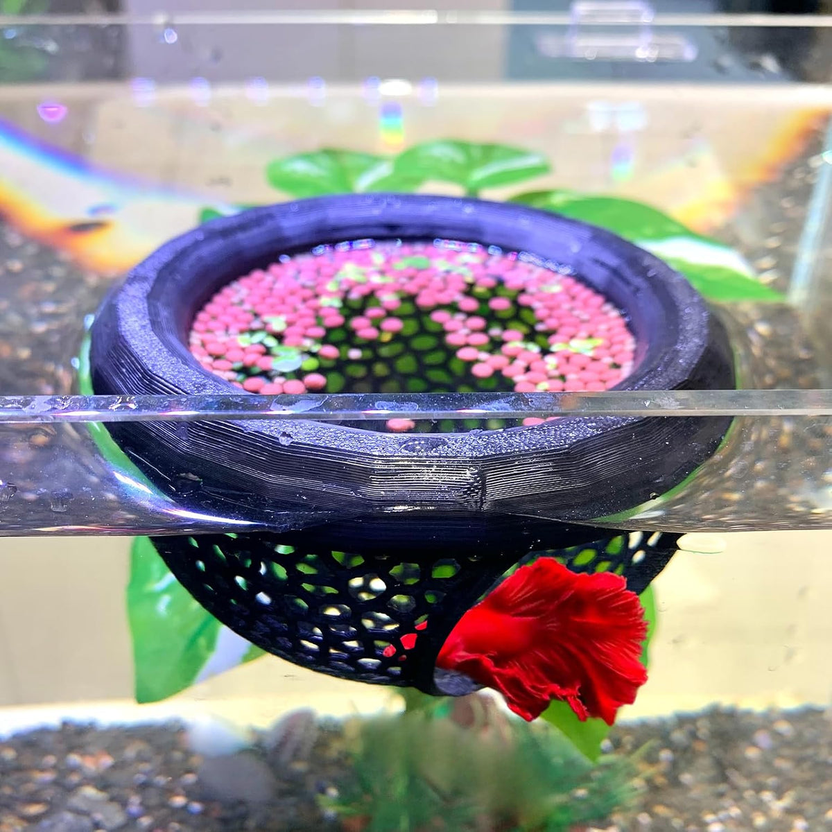 2pcs Wood Fish Feeding Ring for Aquarium，Floating Betta Hammock - Black / 1pcs big and 1pcs small floating version
