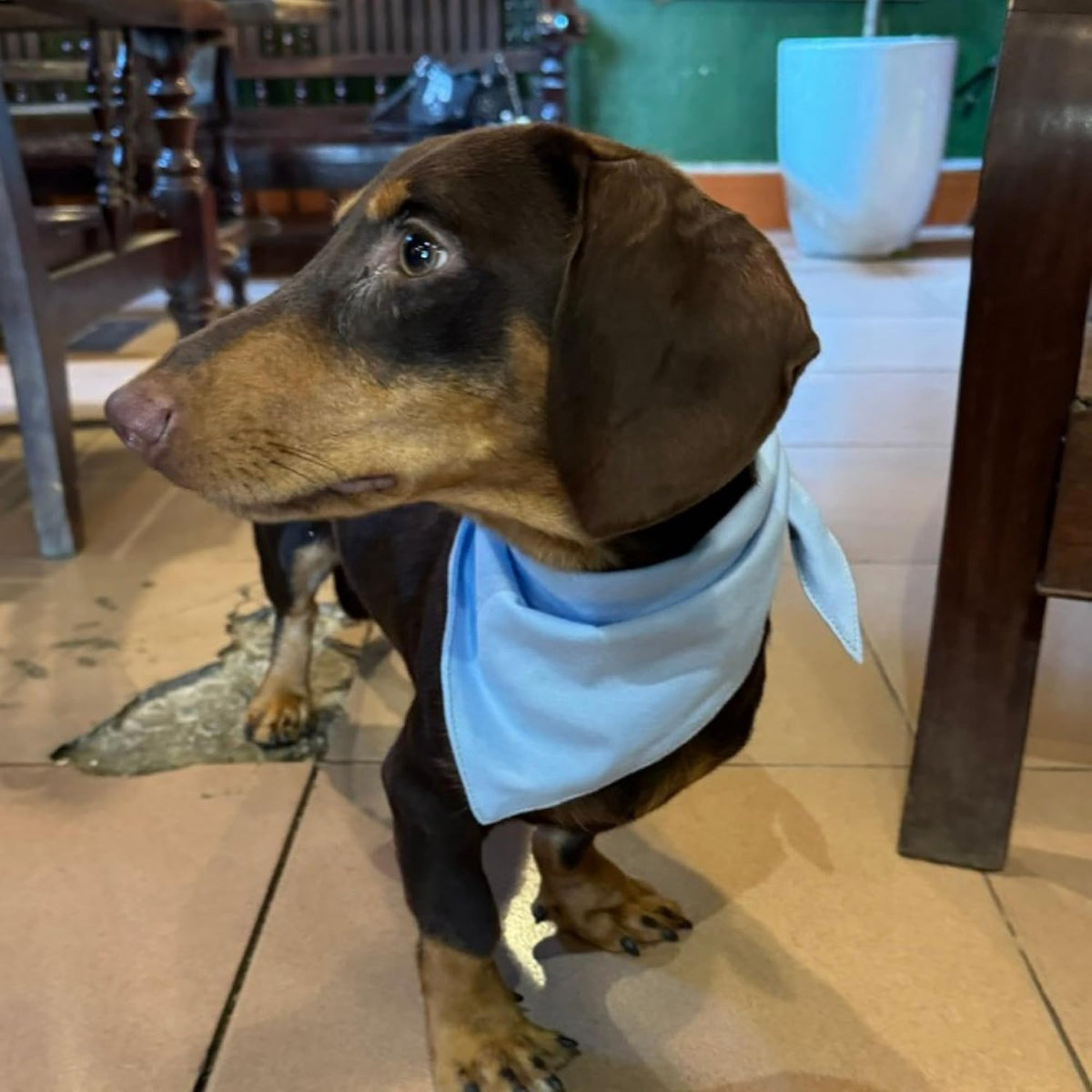 Premium Solid Olive Dog Bandana - Blue / Medium - image 2