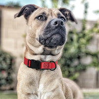 Dogline Biothane Waterproof Dog Collar with Quick Release Buckle Strong Coated Nylon Webbing with Odor- Proof for Easy Care Easy to Clean Fits Small Medium or Large Dogs, Red 1" W 15-23" L