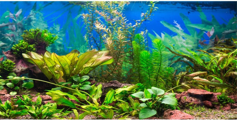 48x24 in Aquatic Plant Aquarium Backdrop Riverbed Fish Tank Background – Essentials for Fish - 30x18in/75x45cm