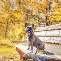 Pogi’S Dog Poop Bags - 10 Rolls (150 Doggie Poop Bags) - BIG FRENCHIES