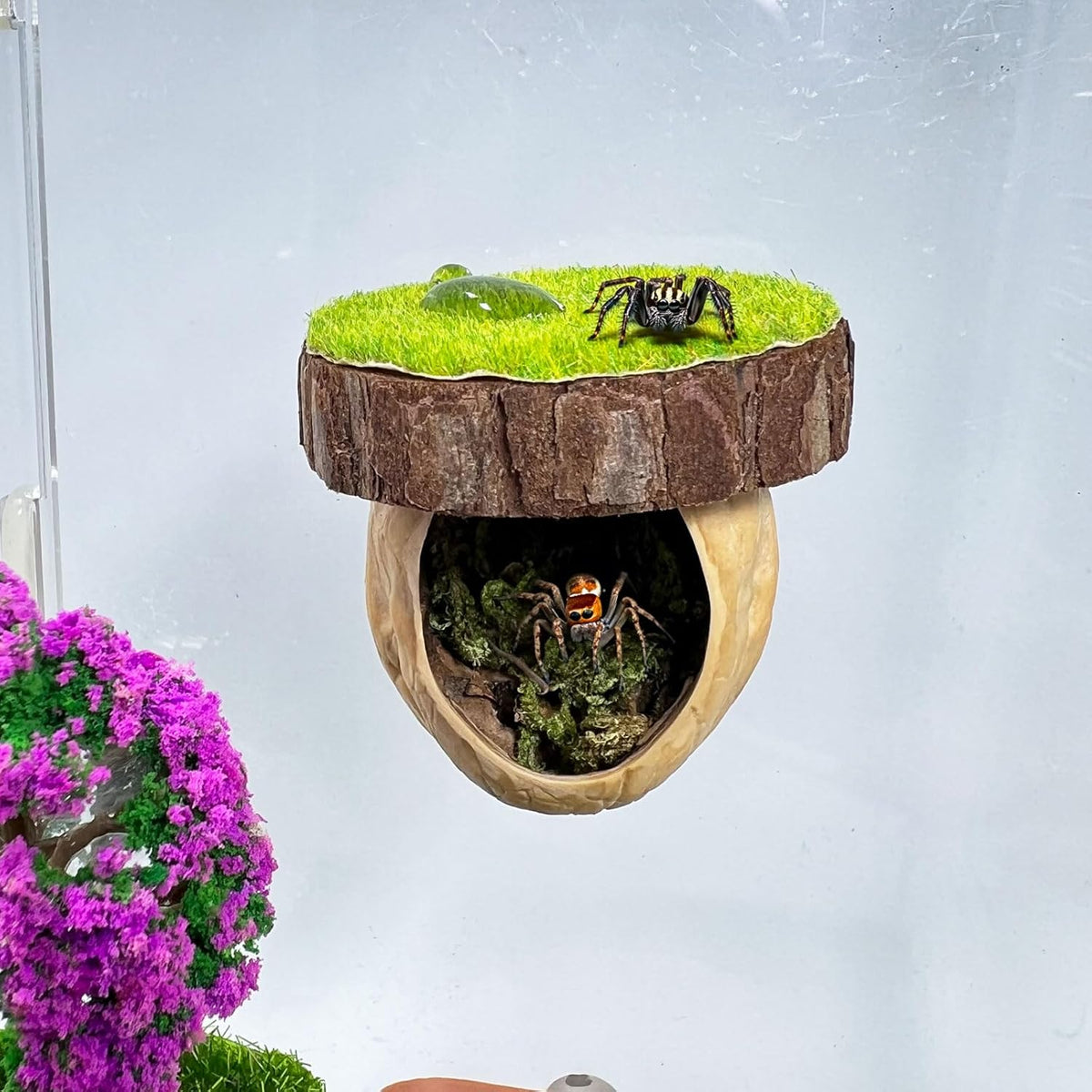 Jumping Spider Hideout, Magnetic Hiding Habitat
