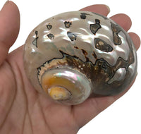 PEPPERLONELY 2 PC Hermit Crab Shells, Turbo Shells - 28a#. African Sarmaticus Turbo Shell 2-1/2 Inch ~ 3 Inches - image 2