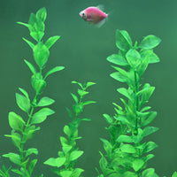 25.98 Inch Tall Aquarium Plants - Green(style F) - image 2