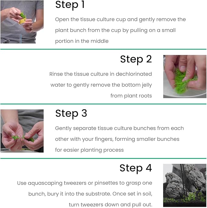 Ultum Nature Systems Anubias Barteri Tissue Culture Live Plant for Aquarium, Aquascape, Freshwater Fish Tanks - 100% Snail Free in Vitro