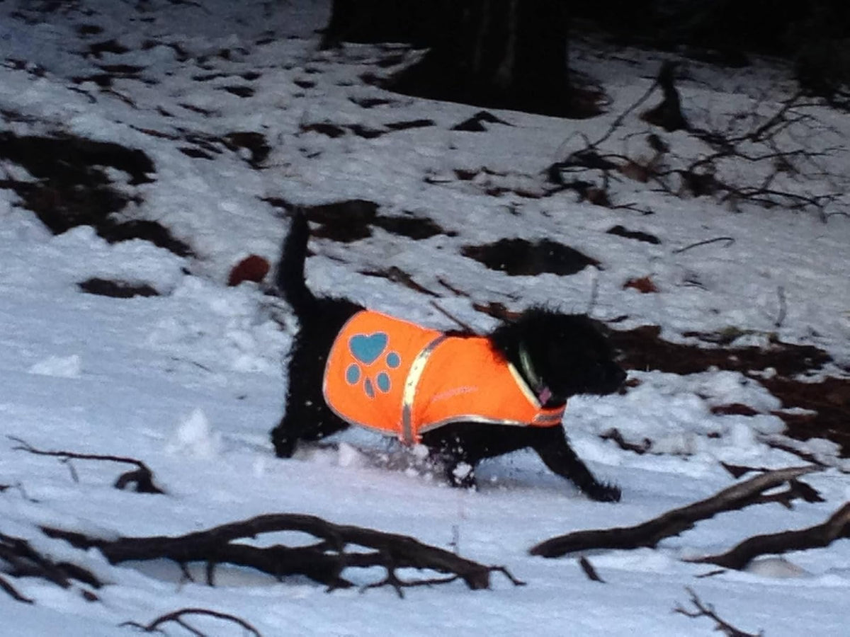 Blaze Orange Dog Vest. Reflective High Visibility in Hunting & Wooded - Orange / Small - image 4